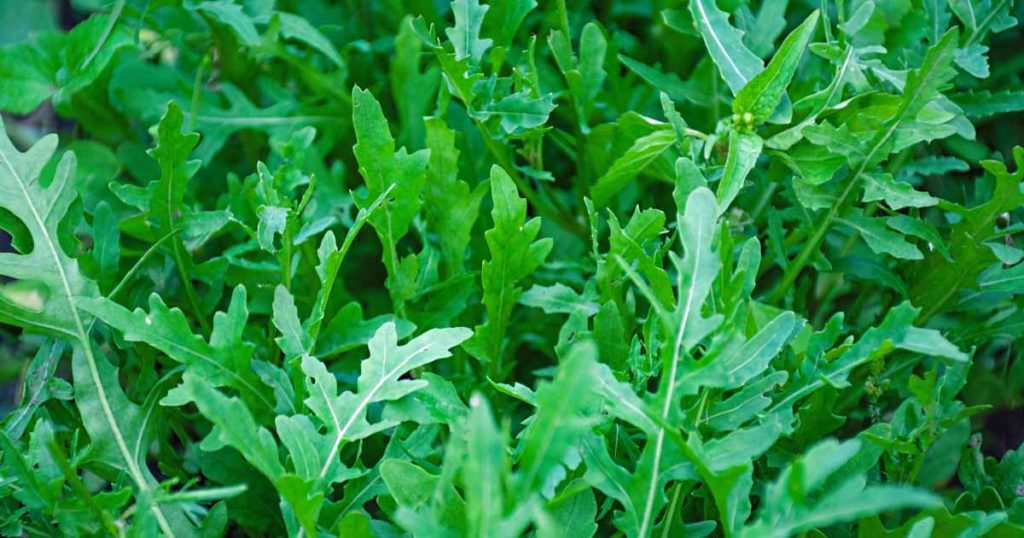 Arugula Plants