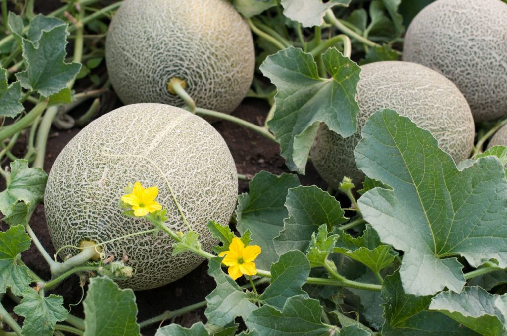 Cantaloupe - Vegetables in the Desert? Absolutely!