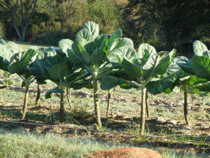 A Stand of Collard greens