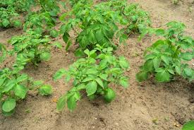 Group of potatoes plants.