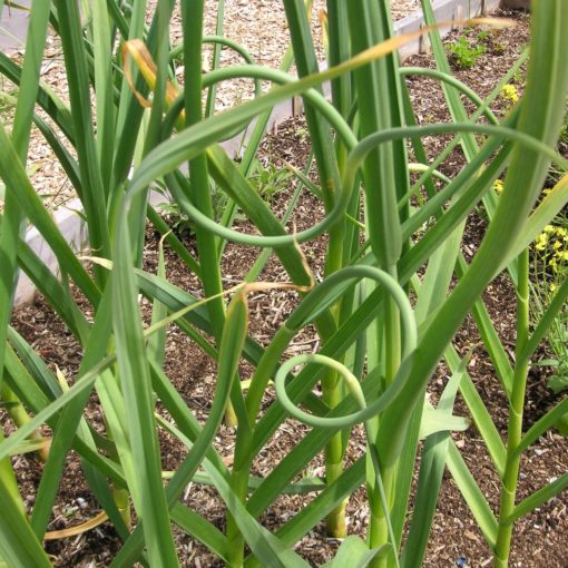 Planting Your Garden - Vegetables in the Desert? Absolutely!