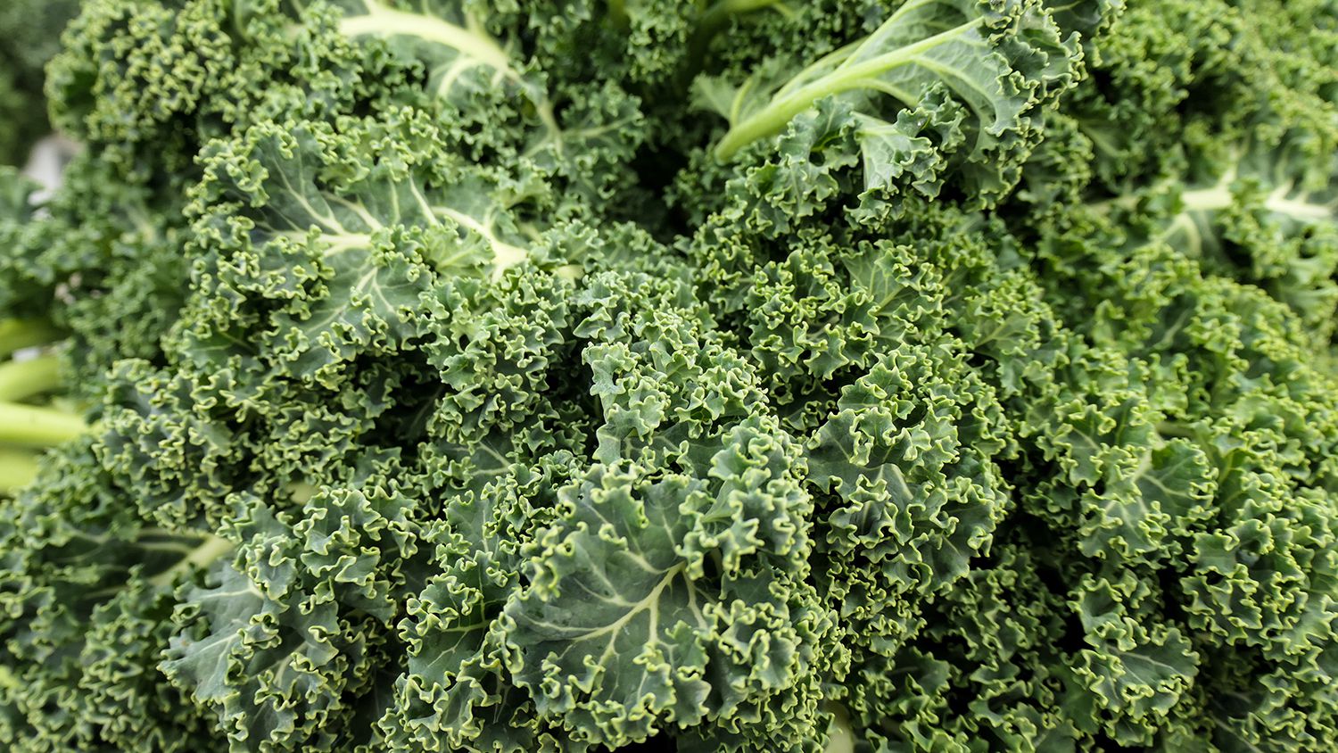 Kale Vegetables in the Desert? Absolutely!