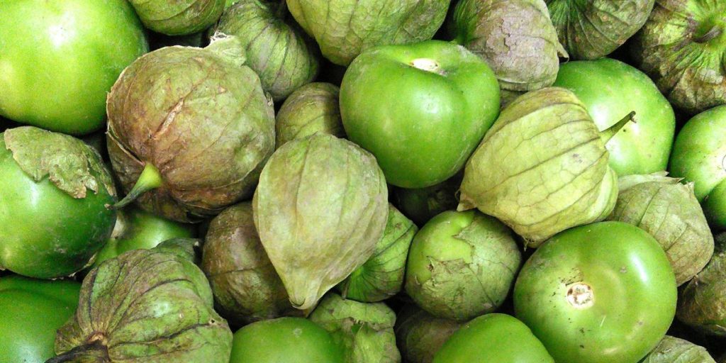 Ready to harvest tomatillo.