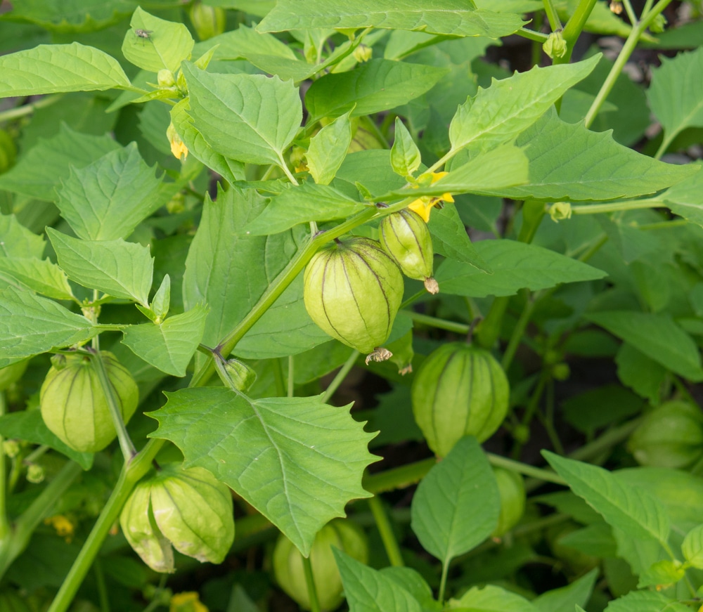 Tomatillos on the vine.