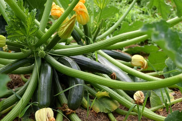 Zucchini Vegetables In The Desert Absolutely