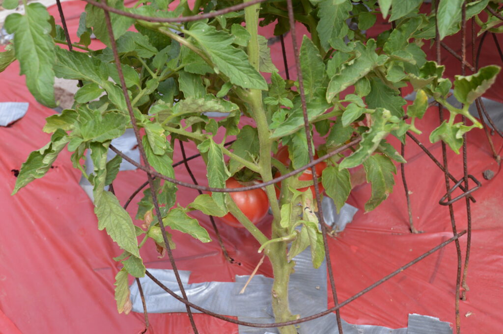 Medium Rare Tomato