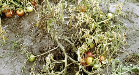 Fusarium Wilt