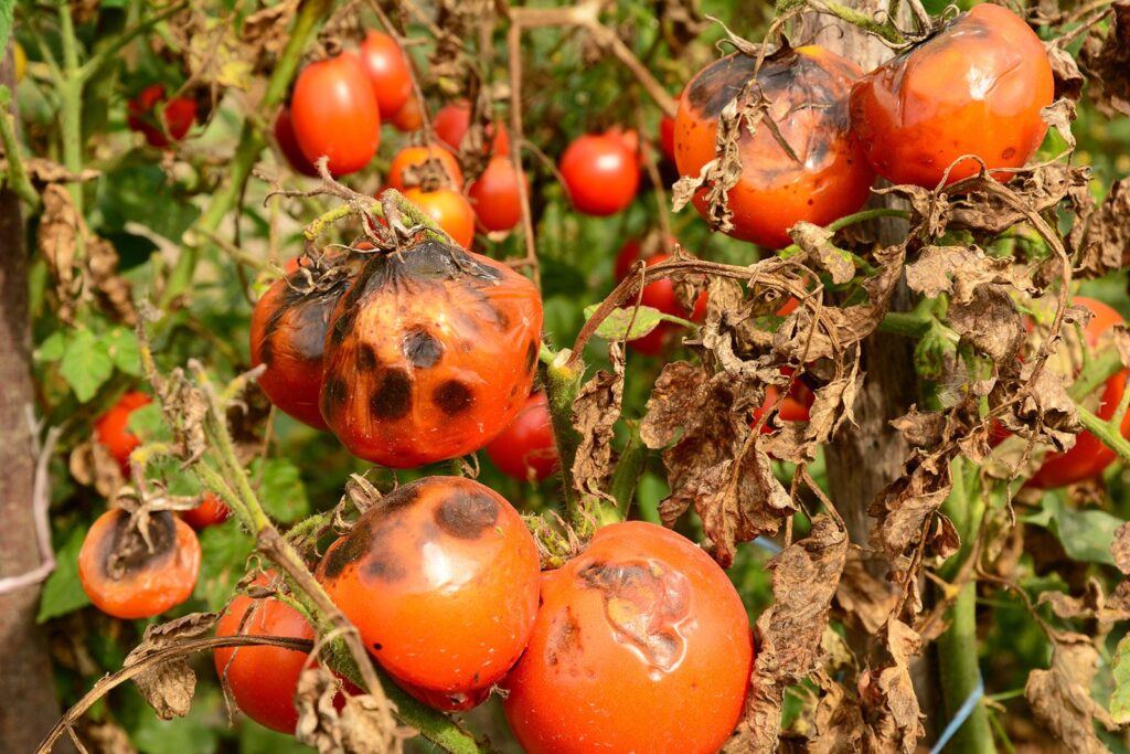 Tomatoes-Late Blight