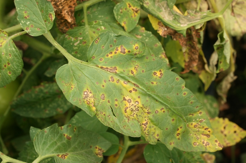 Tomato-Septoria Leaf Spot