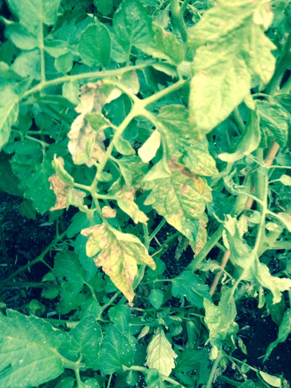 Tomato Mosaic Virus