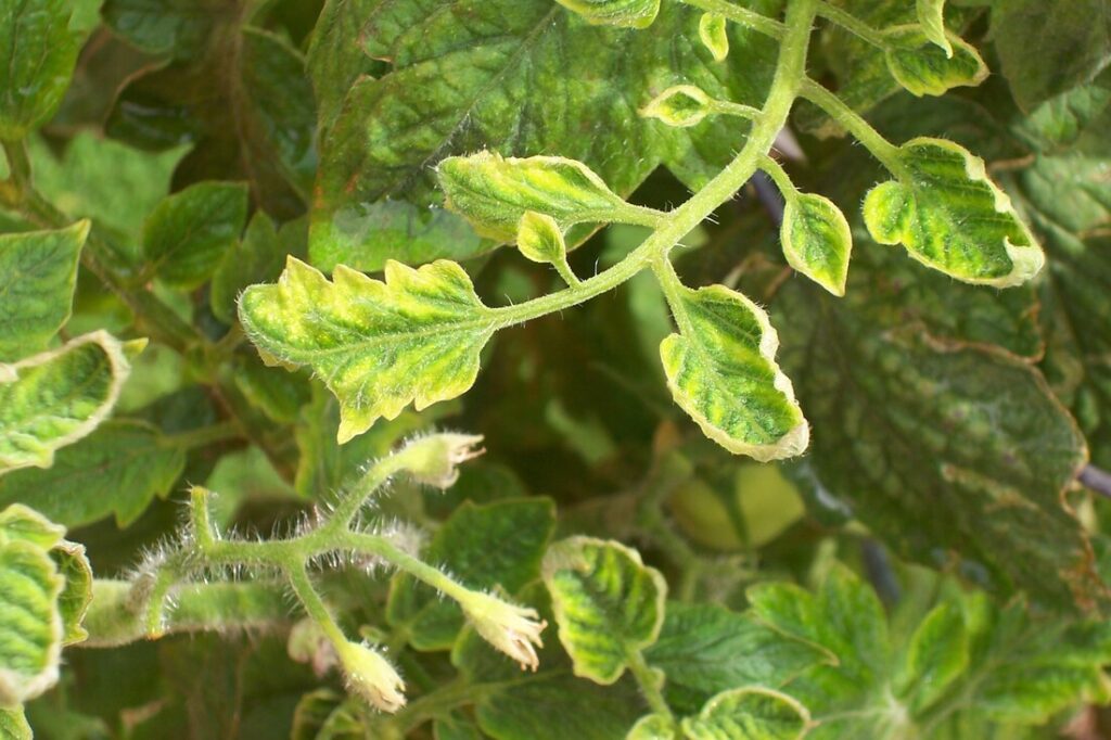 Tomato-Yellow Leaf Curl Virus