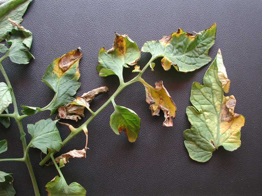 Tomato-Verticillium Wilt