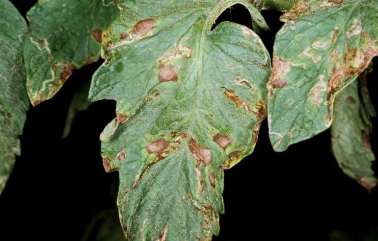 early-blight tomatoes